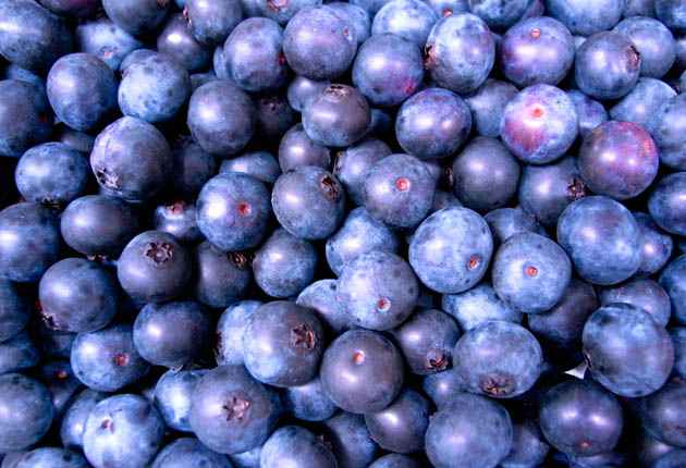 ブルーベリーの森 エザワフルーツランド