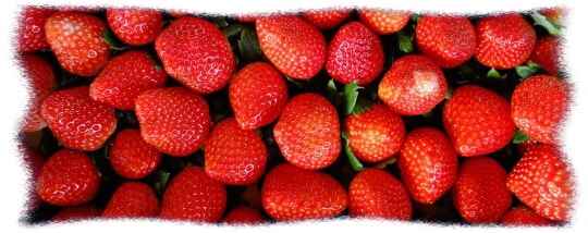 周郷農園直売所「食の広場ピアッツァ」