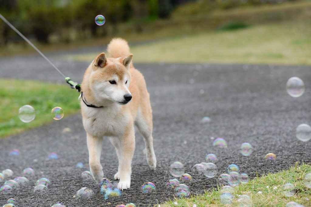 げんきのおやつ For dog