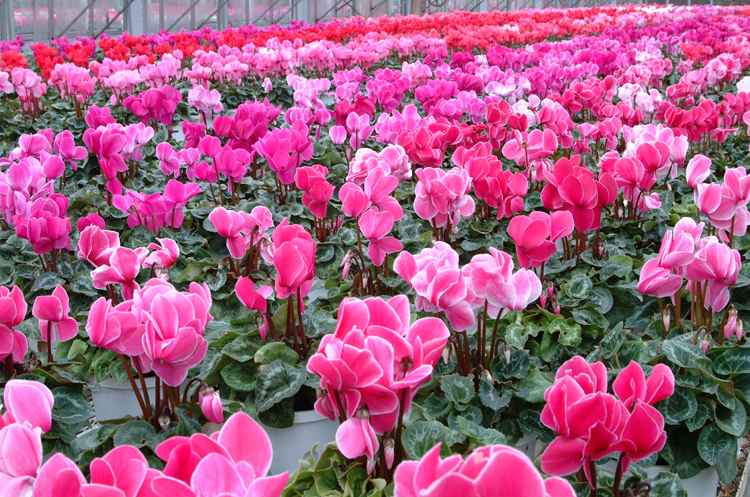 シクラメン　生産直売　志村園芸