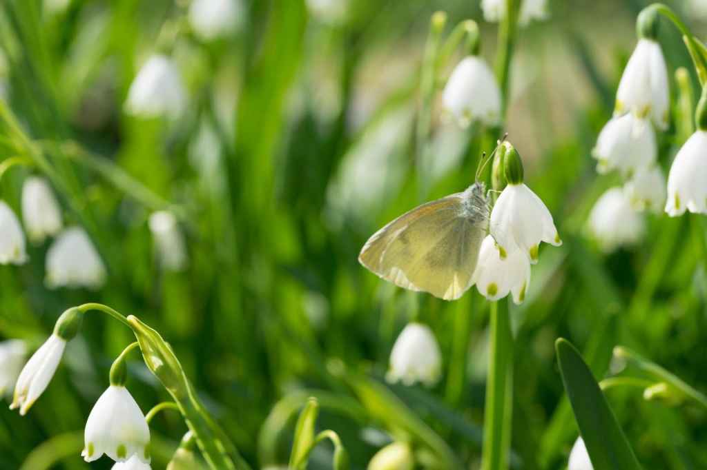NPO法人 千葉西地域包括多職種の会