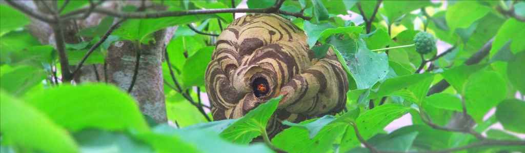 総武ハチ駆除サポート 千葉・市原 蜂駆除営業所